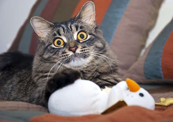 mk体育app下载-法甲“冠军争夺战”：巴黎圣日耳曼迎战紧咬不放的对手