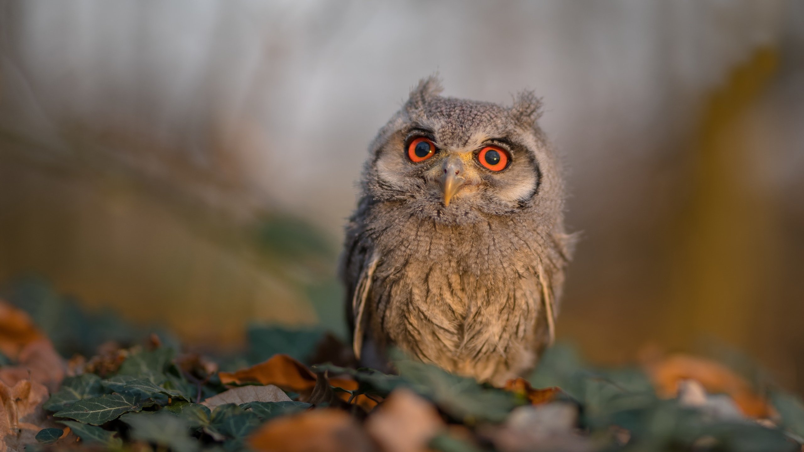 mk体育下载-“新加坡世界游泳锦标赛：顶级选手争金拼搏，精彩绝伦”