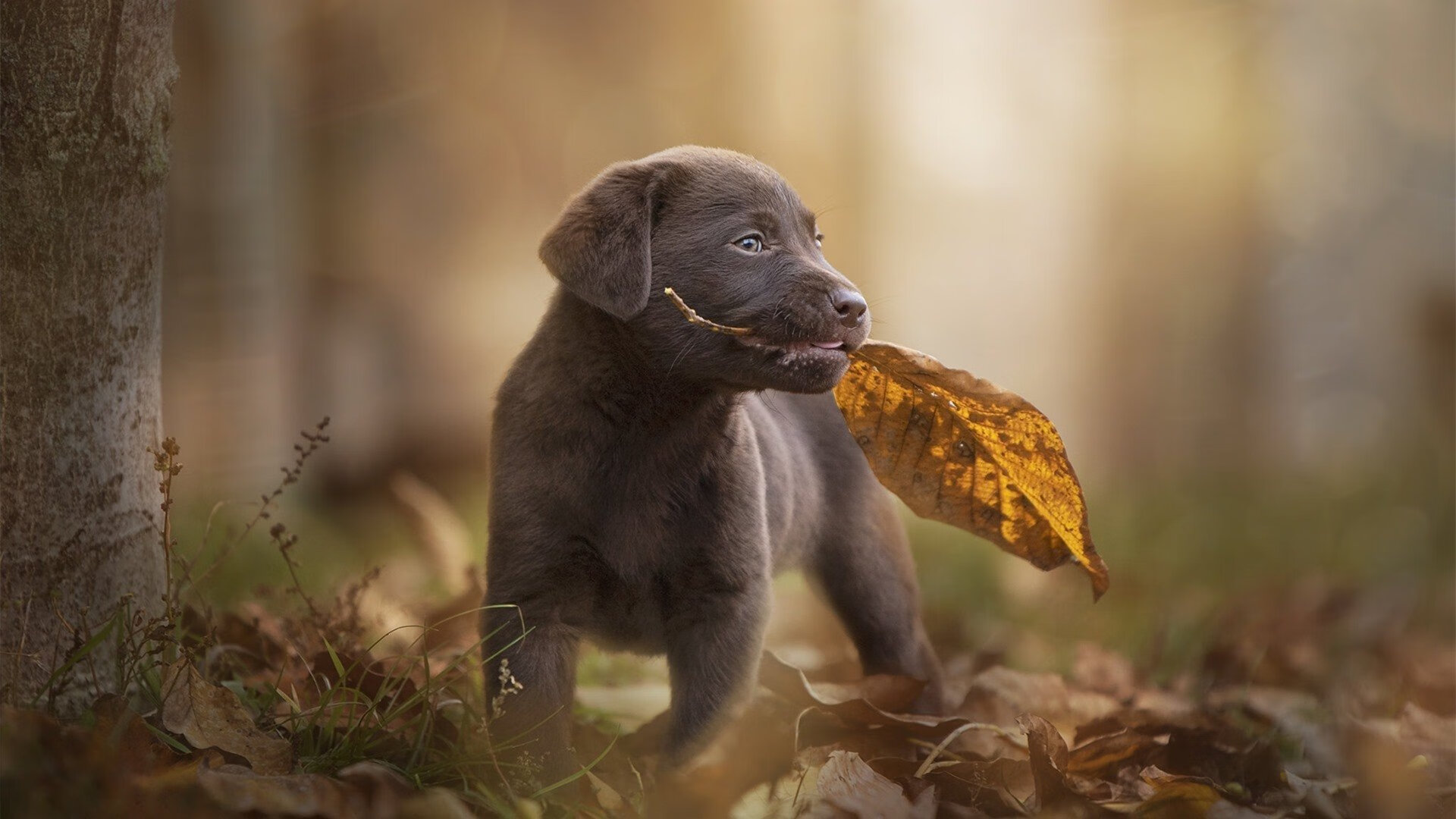 mk体育网页-印度赛制的演化与挑战：如何吸引国际顶尖选手，印度大赛