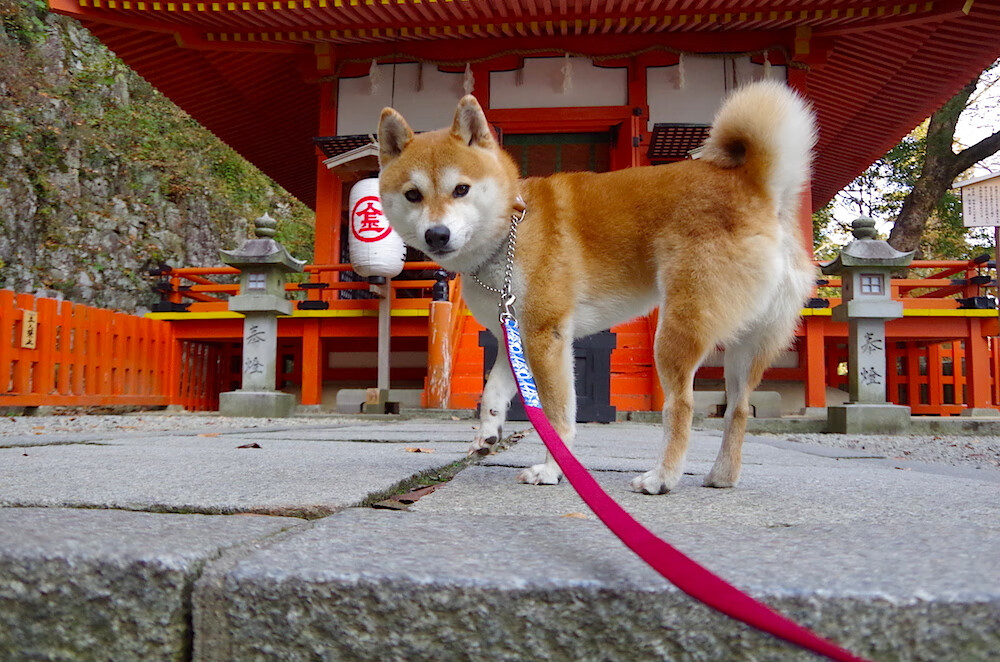 体育mk-基层教练人才评估制度不完善，基层教练人才评估制度不完善整改措施