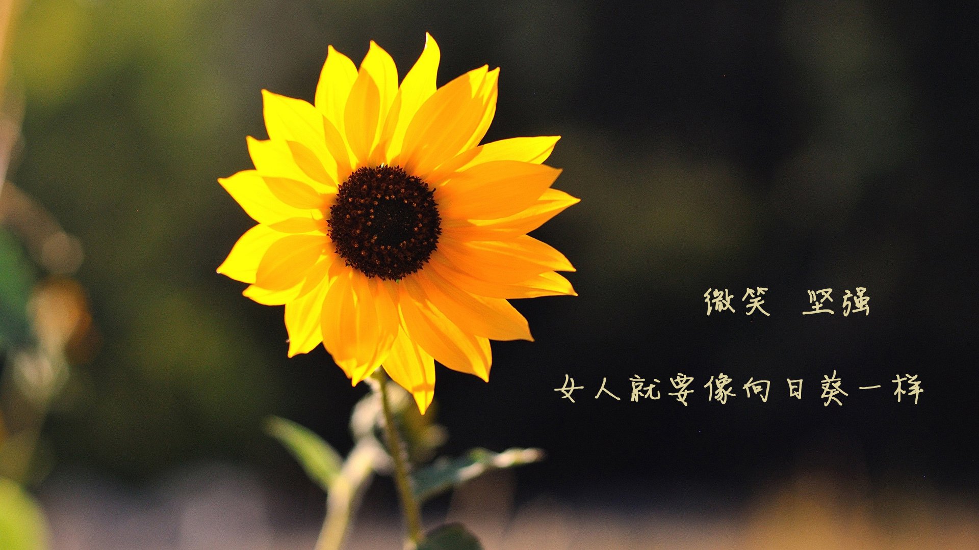 mk sport-拜仁战术体系成熟，有望长期维持领先优势，拜仁战术风格打法