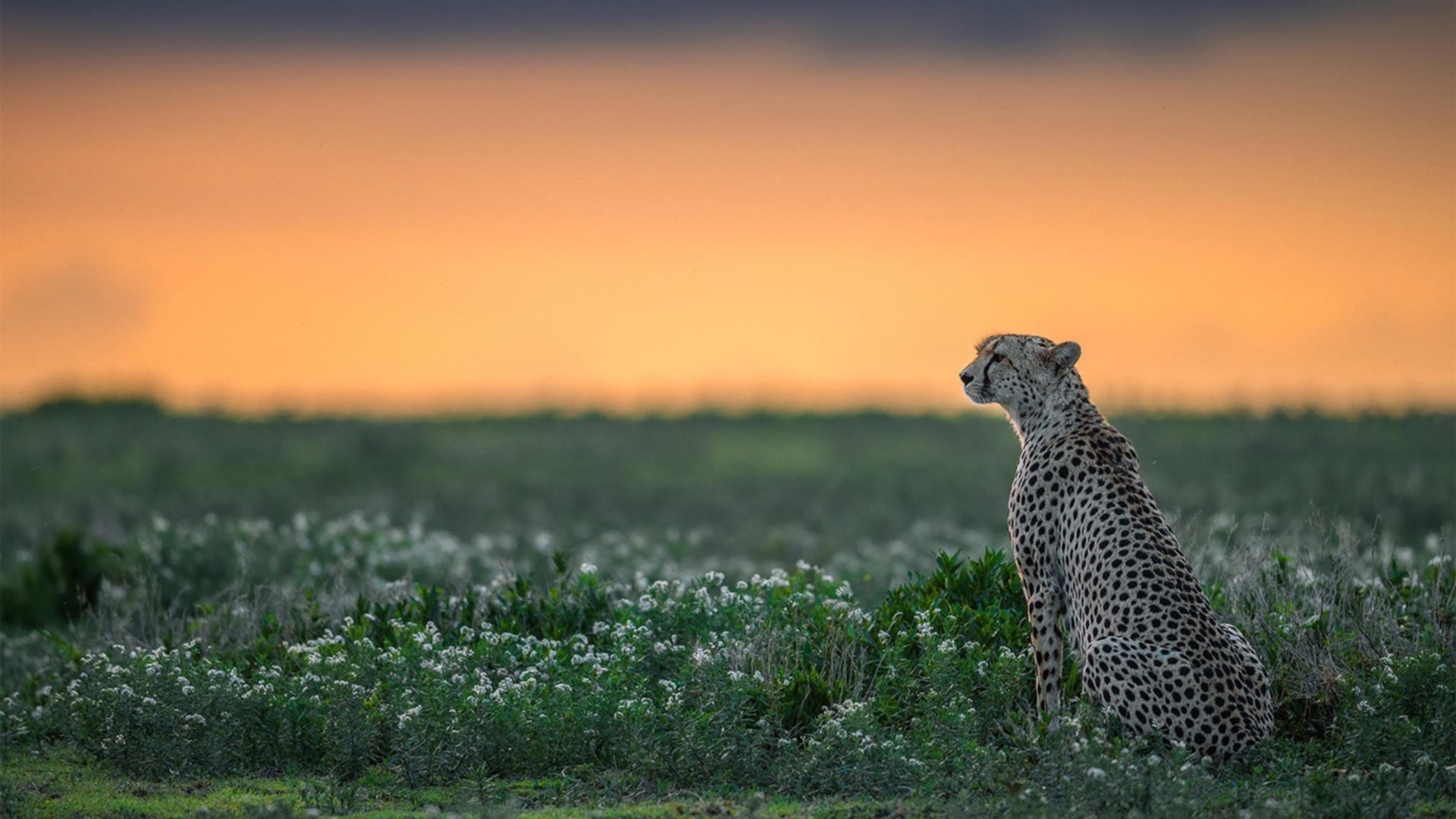体育mk-球员们赛后展现职业风范，握手致敬，双方球员握手