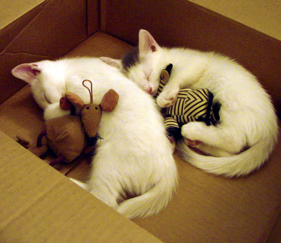 mk体育app-田径多项技术训练体系完成迭代，田径运动技术