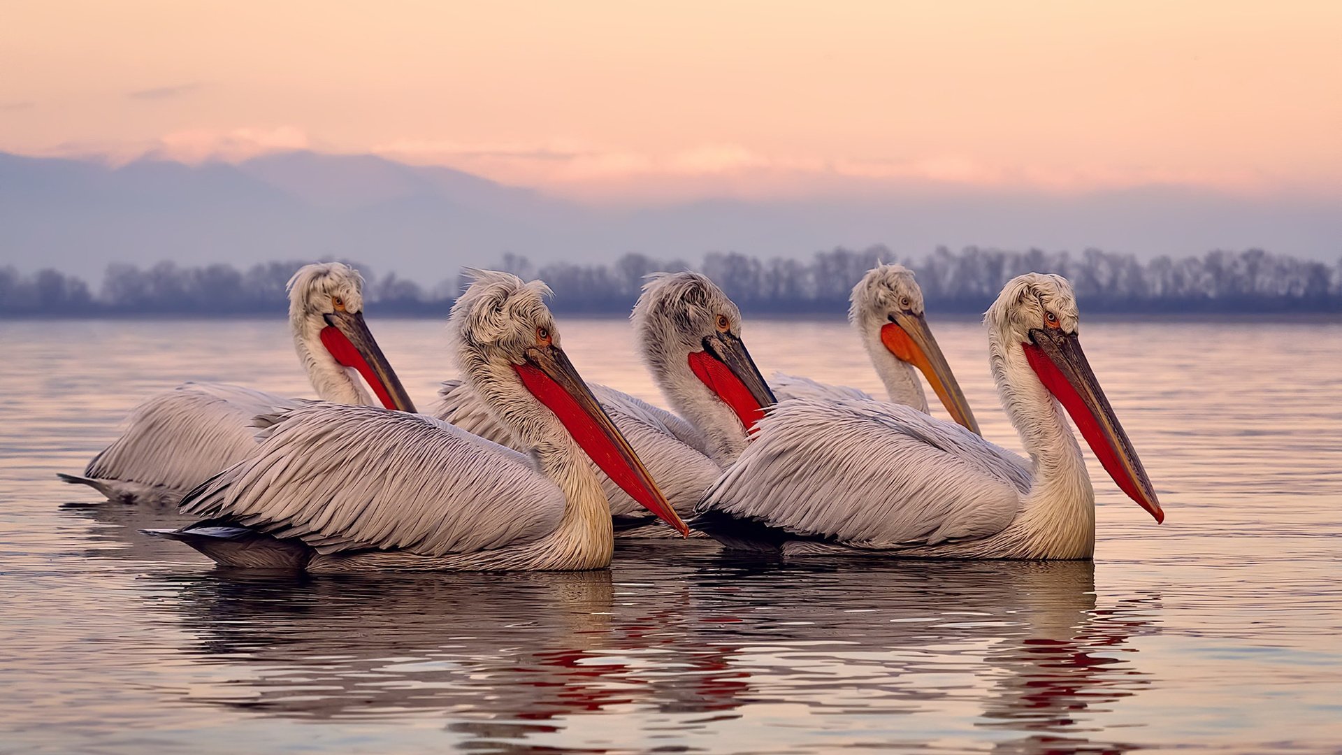 mk体育全站-美国队的未来：如何借助外援与国际合作提升队伍整体水平，美国队中国的援助
