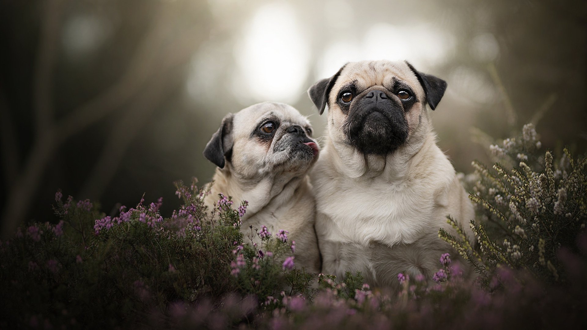 mk体育app-防守节奏是否可以通过阵容调整改变，防守怎么对抗