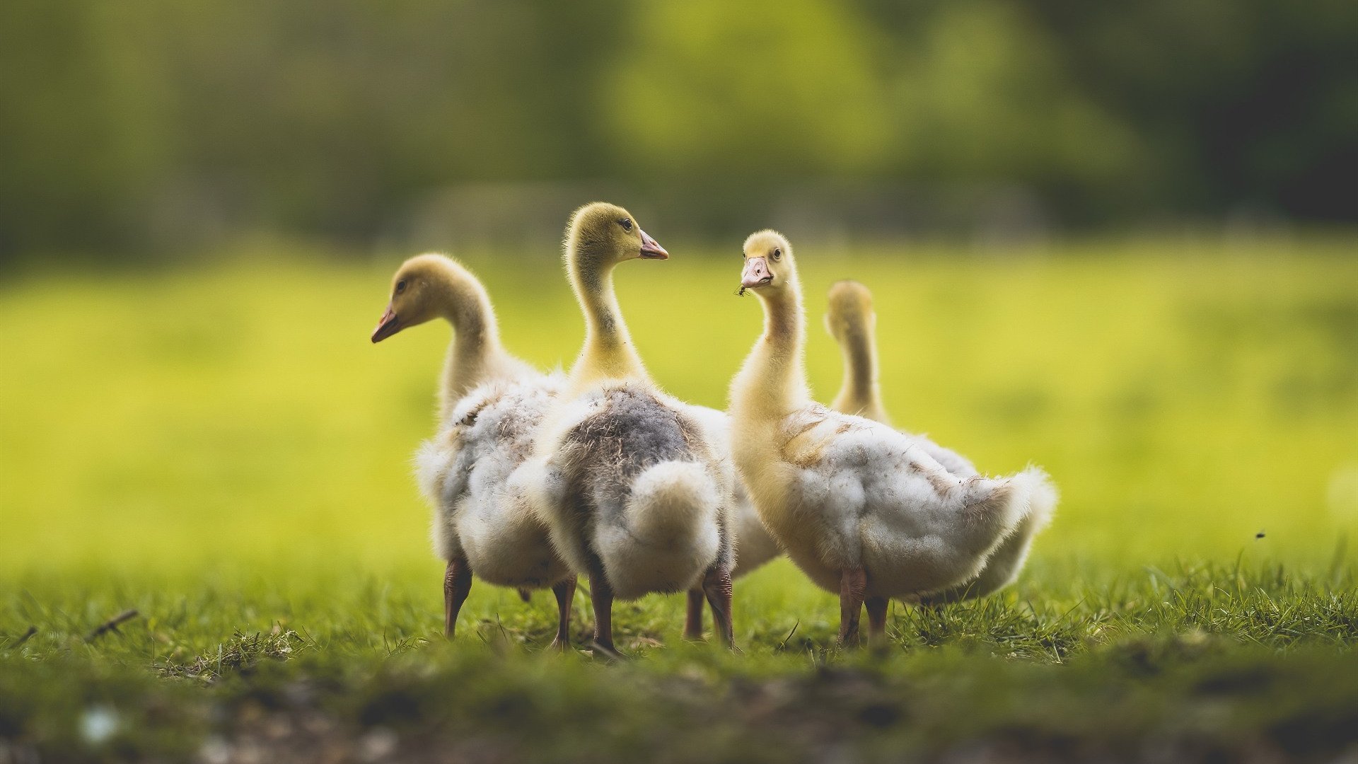 mk体育网址-青少年选拔模式存在年龄焦虑问题，青少年选择奖
