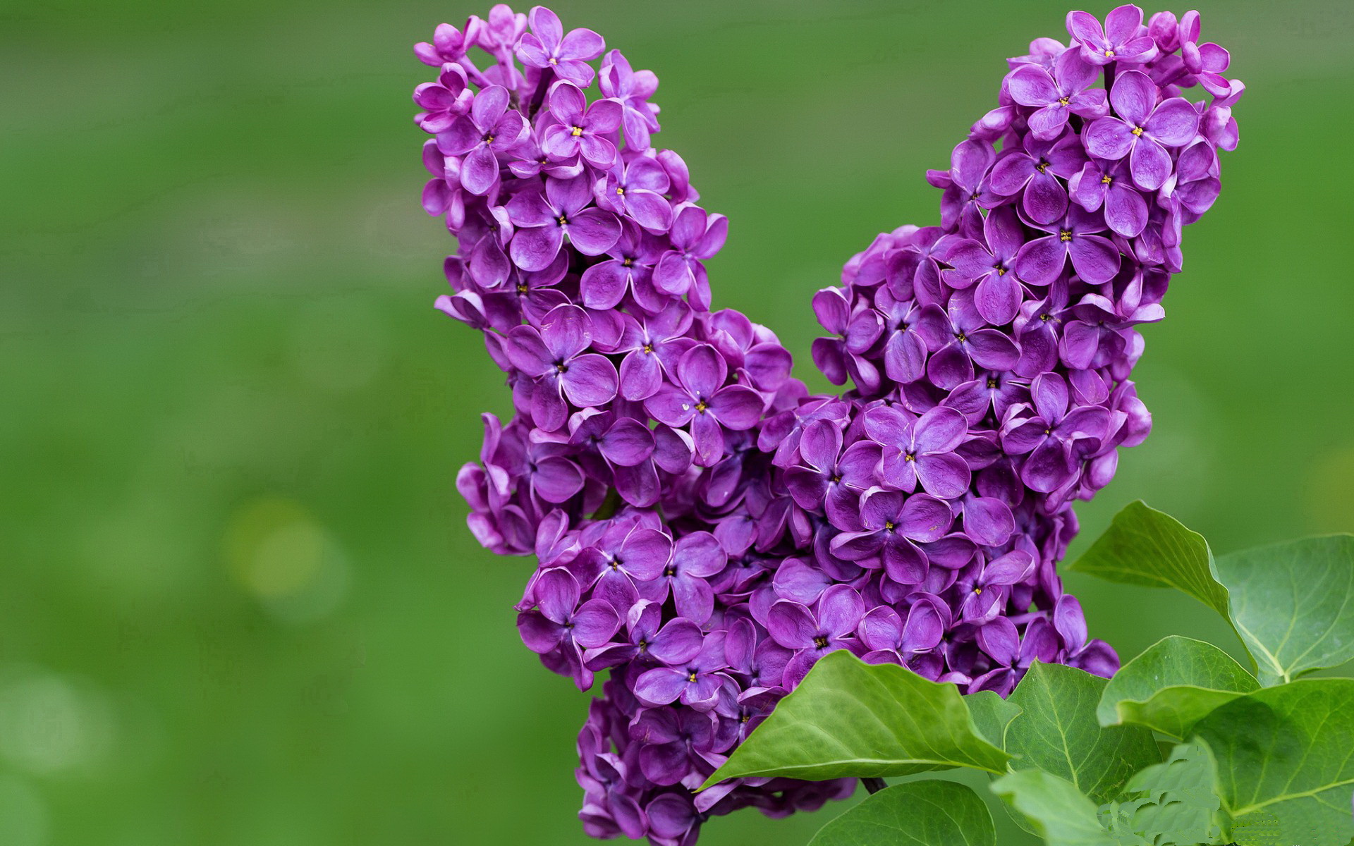 mk体育网页-CBA联赛优化观众服务体验提升赛事吸引力，cba有观众