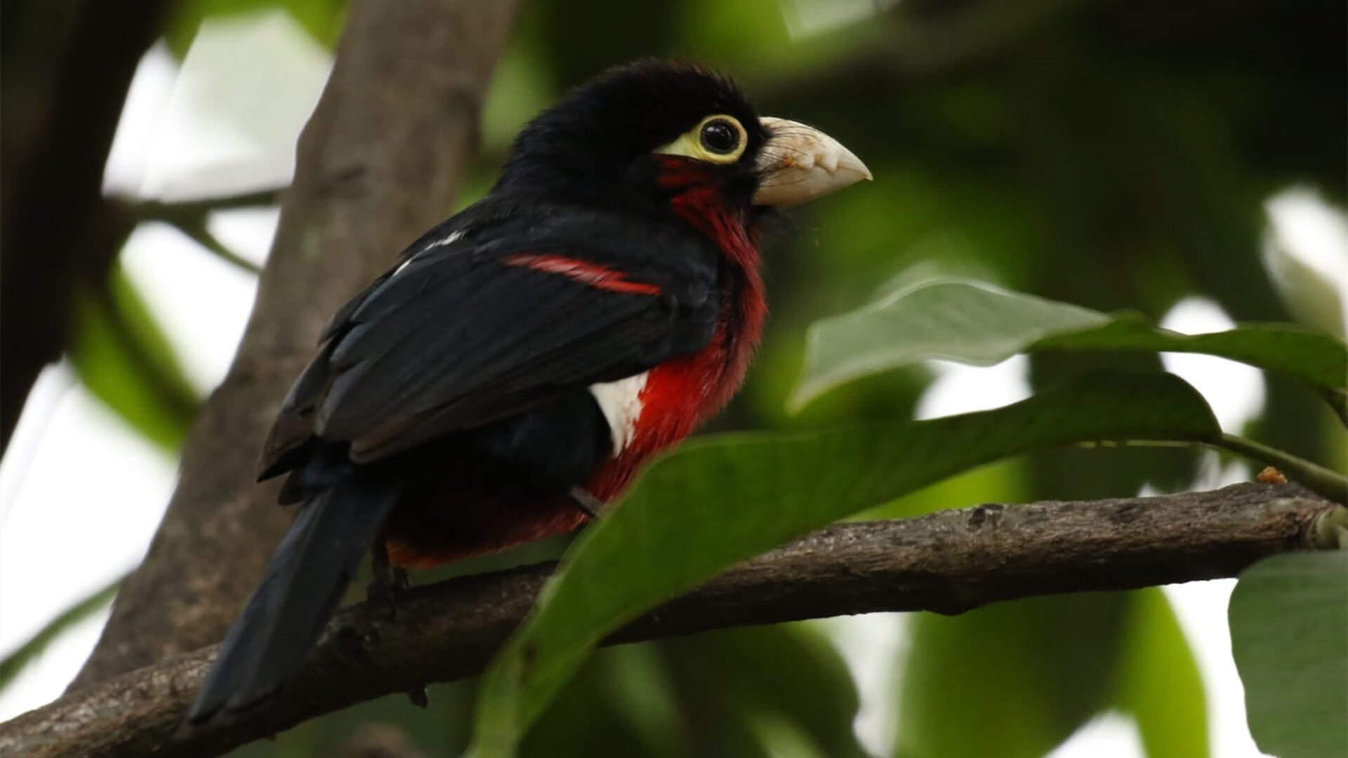 mk体育全站-俄罗斯男篮在欧洲国家联赛中迎来全面复苏  第1张