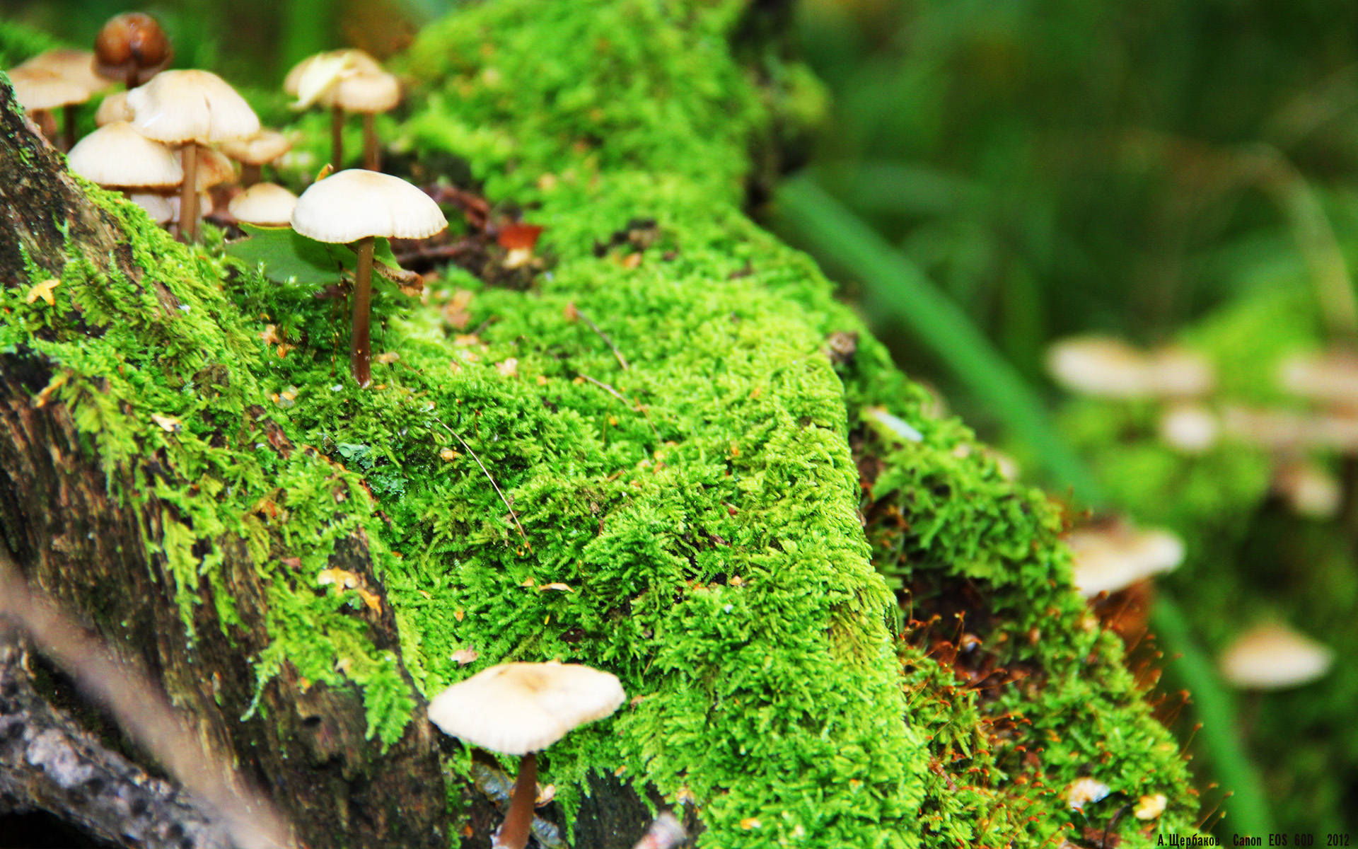 mk体育现在-利物浦欧冠逐步逼近，冲击顶级荣誉