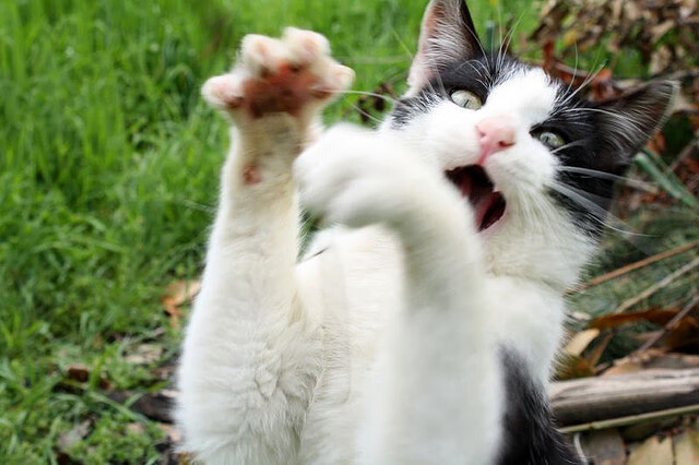 mk体育网页-法甲绝佳配合：团队默契，燃情全场！，法甲队伍排名