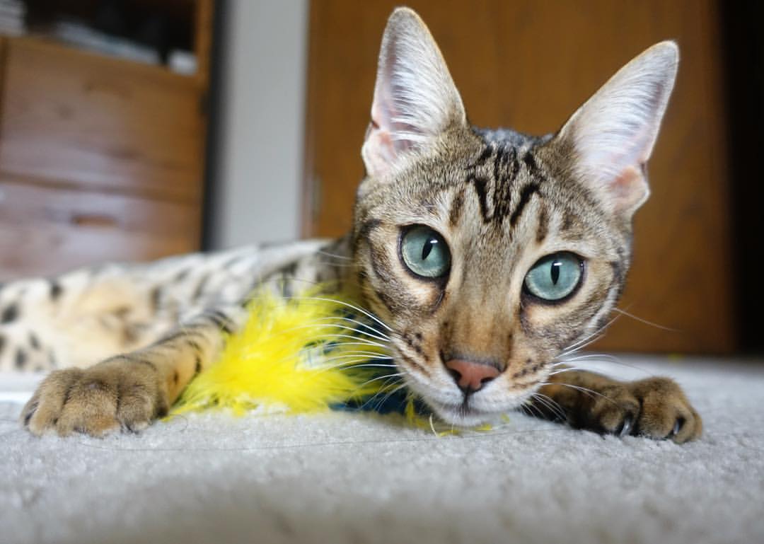 mk体育平台网页版入口-爱尔兰男子橄榄球超越传统商业模式，爱尔兰橄榄球联赛