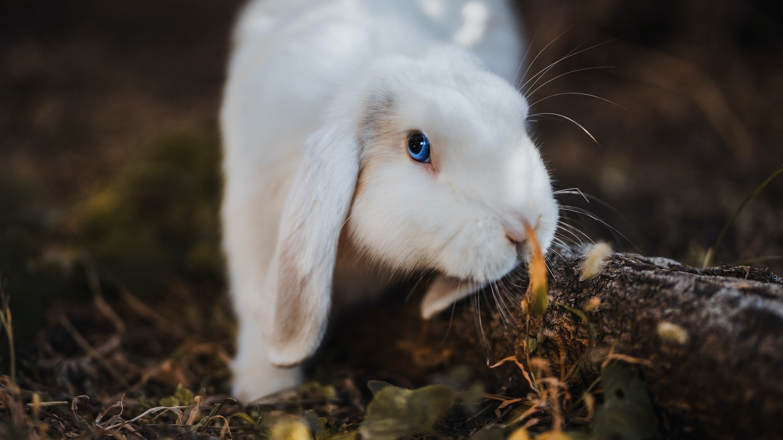 mk体育官网入口-球队战术库公开，助教团队成为幕后功臣，战术足球