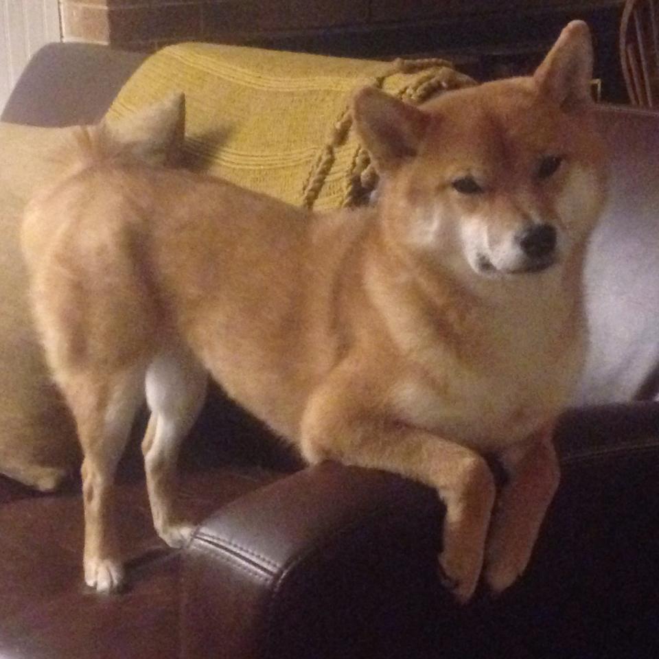 mk体育官方网站-自由泳接力中立代表队A团队默契十足，自由泳接力赛队员排序