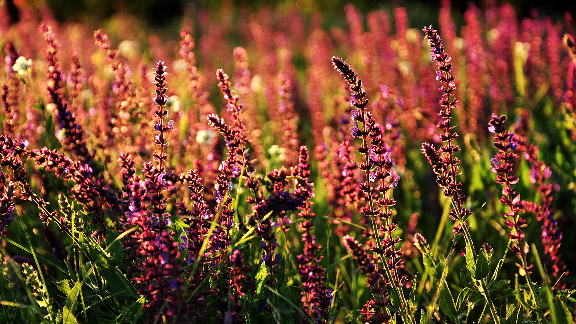 mk体育平台网页版入口-里奇·麦考的反应速度与体能让他成为不可忽视的盯防利器，麦考利卡尔奇